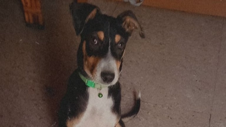 बरेली में 'दबंग' डंपी अहमद ने चोरी किया जज साहब का डॉगी? पुलिस ने लिया बड़ा एक्शन UP Tak