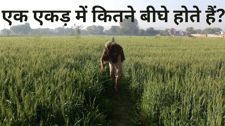 यूपी में एक एकड़ में कितना बीघा होता है? दूसरे राज्यों से कितना है फर्क, पूरा हिसाब जानिए bigha to acre converter, how to convert bigha to acre, how to convert bigha to ekad, ekad se beegha kaise nikalen, uttar pradesh, punjab, bengal, UP News
