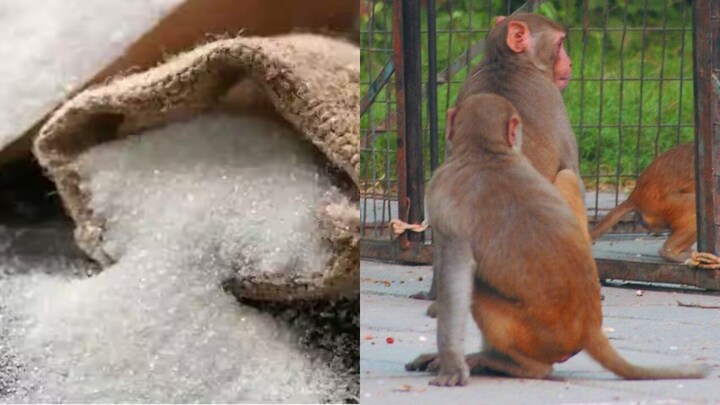 अलीगढ़ में बंदरों ने चट कर ली 35 लाख की चीनी, शुगर मिल के ऑडिट रिपोर्ट में हुआ ये बड़ा खुलासा UP Tak