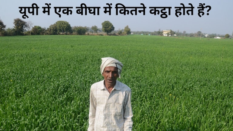 यूपी में एक बीघा में कितने कट्ठा होते हैं? दूसरे राज्यों से कितना है फर्क, यहां जानें पूरा हिसाब UP Tak