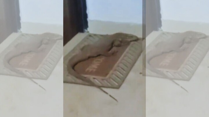 लखनऊ के अपार्टमेंट में ये कैसे घुस आई गोह? लोगों में दहशत, वीडियो वायरल UP Tak