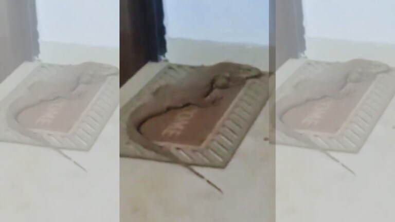 लखनऊ के अपार्टमेंट में ये कैसे घुस आई गोह? लोगों में दहशत, वीडियो वायरल UP Tak