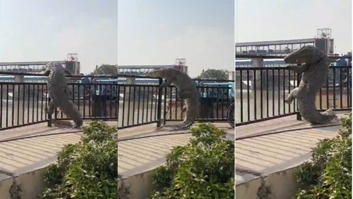 Bulandshahr Crocodile Viral Video