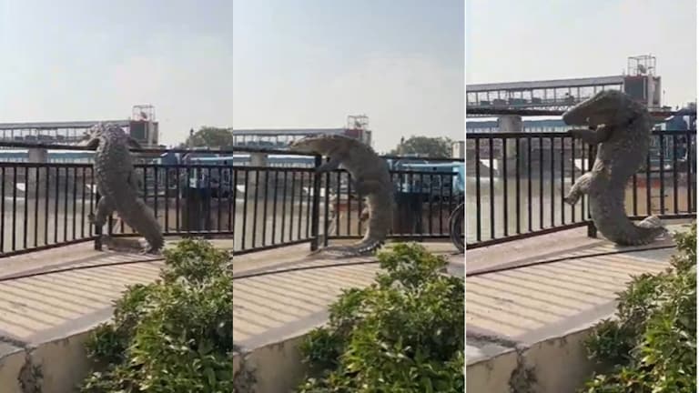 बुलंदशहर : नहर से निकलकर सड़क पर आया विशालकाय मगरमच्छ, दहशत में आ गए राहगीर, देखें वीडियो Bulandshahr Crocodile Viral Video