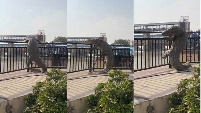 बुलंदशहर : नहर से निकलकर सड़क पर आया विशालकाय मगरमच्छ, दहशत में आ गए राहगीर, देखें वीडियो Bulandshahr Crocodile Viral Video