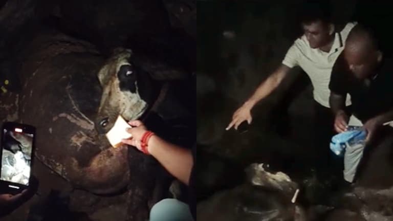 गौशाला में गायों को जिंदा दफना रहे अधिकारी? अमरोहा में रंगे हाथों पकड़ा तो दर्दनाक था मंजर Amroha