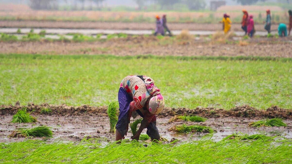  Square Feet to bigha converter, how to convert Square Feet to bigha, how to convert Square Feet to bigha, ekad se beegha kaise nikalen, uttar pradesh, punjab, bengal, UP News