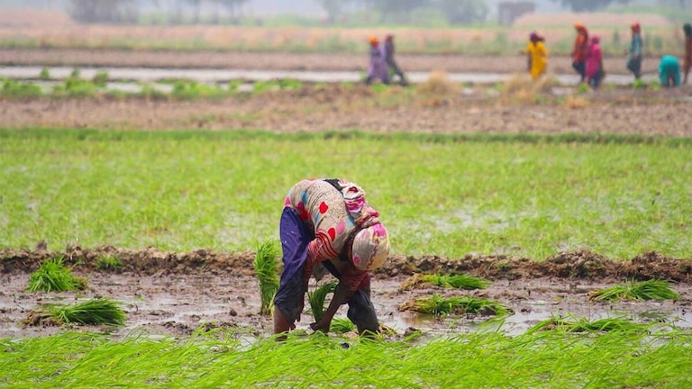 यूपी में एक बीघा में कितना स्क्वायर फीट होता है? दूसरे राज्यों से कितना है फर्क, पूरा हिसाब जानिए Square Feet to bigha converter, how to convert Square Feet to bigha, how to convert Square Feet to bigha, ekad se beegha kaise nikalen, uttar pradesh, punjab, bengal, UP News