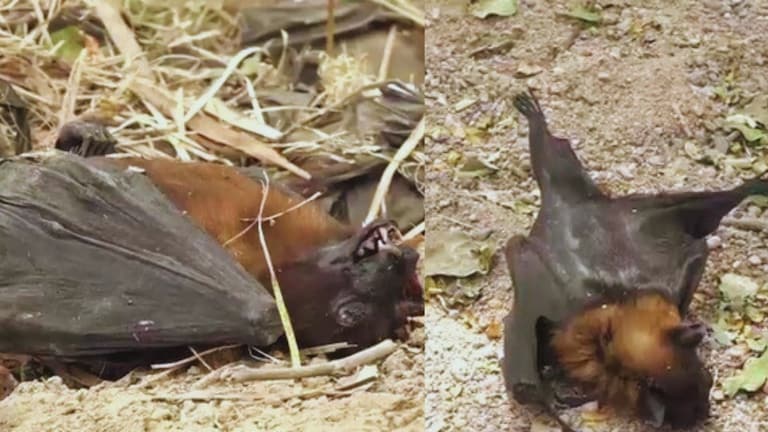 कानपुर में हीटवेव से चमगादड़ों की हो रही दर्दनाक मौत, मंडरा रहा महामारी का खतरा! UP Tak