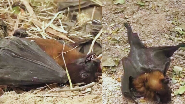 कानपुर में हीटवेव से चमगादड़ों की हो रही दर्दनाक मौत, मंडरा रहा महामारी का खतरा! UP Tak