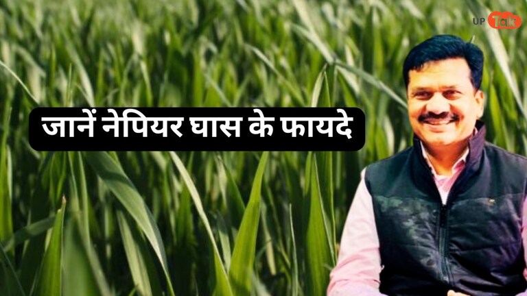सहारनपुर DM बोले- नेपियर घास के लिए किसान मुझसे संपर्क करें...एक नहीं अनेक हैं इसके फायदे UP Tak