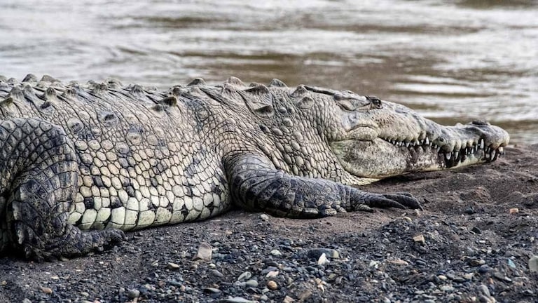 कुशीनगर में नहर के किनारे शौच कर थे 60 साल के कन्हैया, अचानक आया मगरमच्छ और काट लिया प्राइवेट पार्ट UP Tak