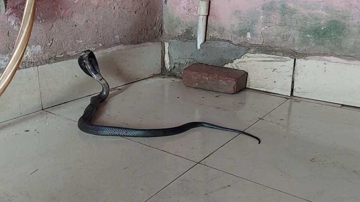 स्कूल की रसोई में बैठी थी जहरीली नागिन, स्टाफ पहुंचा तो ये देख सभी हो गए हैरान, इटावा का मामला Etawah