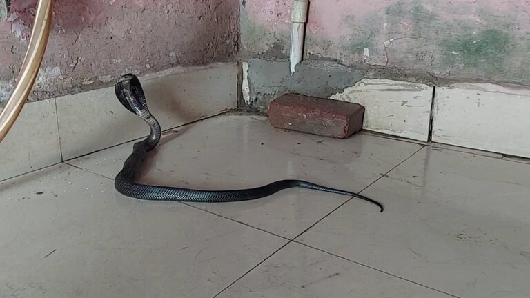 स्कूल की रसोई में बैठी थी जहरीली नागिन, स्टाफ पहुंचा तो ये देख सभी हो गए हैरान, इटावा का मामला Etawah