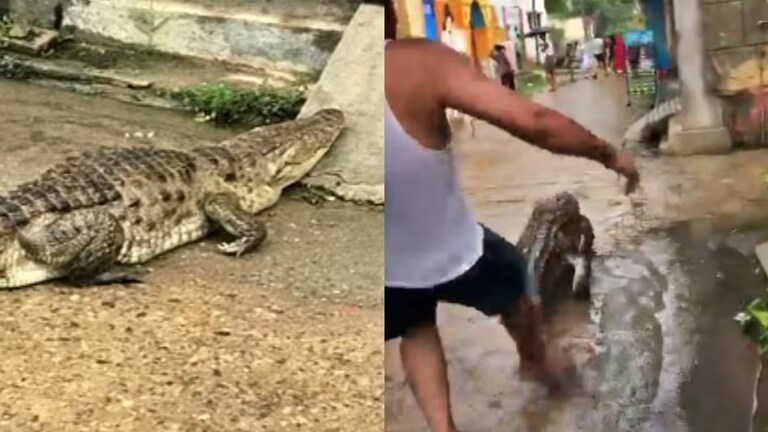 लात मारी, दौड़ाया...जब गांव की सैर पर निकला 7 फीट का मगरमच्छ, बिजनौर से आया हैरान करने वाला वीडियो Bijnor Crocodile