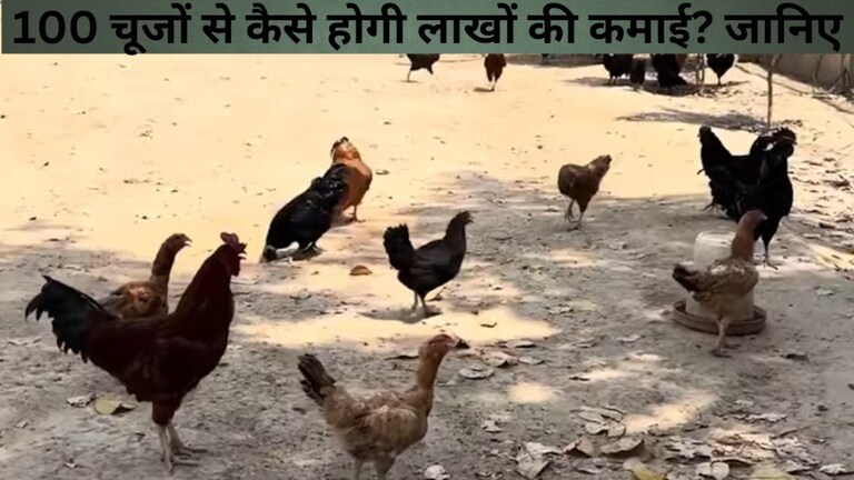इस मूर्गी के 100 चूजों से ही हो सकती है लाखों की कमाई, आगरा के वैज्ञानिक से जानिए तरीका UP Tak