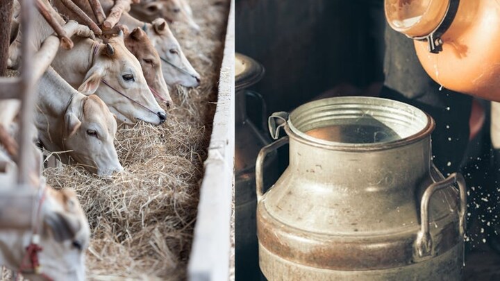 UP Ki Sarkari Yojana: यूपी में स्वरोजगार के इस काम के लिए मिलेंगे 9 लाख रुपये, यूं उठाएं फायदा UP Gopalak Yojana