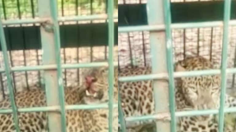 28 मौतों के बाद आखिरकार बिजनौर में पकड़ा गया आदमखोर गुलदार, अभी भी दहशत में ग्रामीण, जानें Bijnor