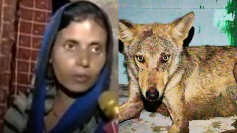 Bahraich Wolf Attack News: एक भेड़िए ने मेरी बच्ची को गले से पकड़ा और बाकी दो...मां ने बताया खौफनाक मंजर का आंखों देखा हाल Bahraich Wolves attack