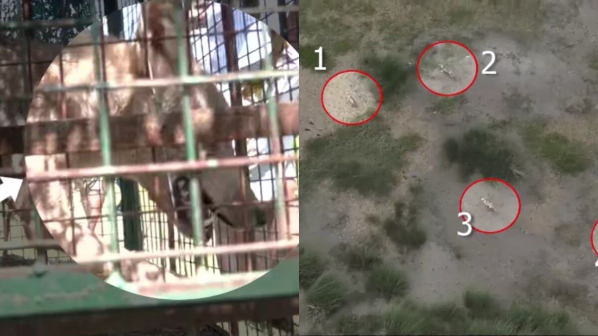 Bahraich Woolf Attack News