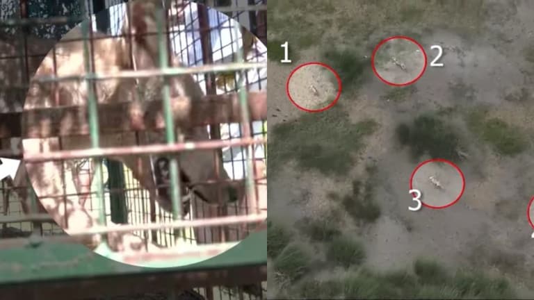 क्या बहराइच के आदमखोर भेड़ियों को अब मारी जाएगी गोली? ले लिया गया बड़ा फैसला Bahraich Woolf Attack News