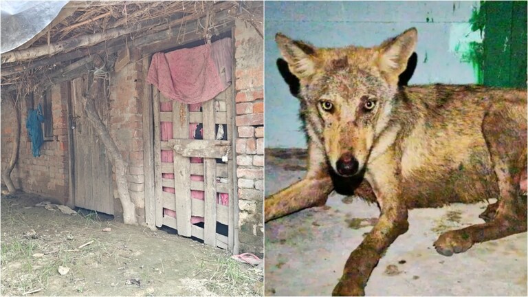 Bahraich Wolf Attack : भेड़ियों के आतंक से अब शुरू हुआ 'पलायन', झोपड़ी छोड़ दूसरे प्रदेश जा रहे गांव के लोग Bahraich Wolf Attack News