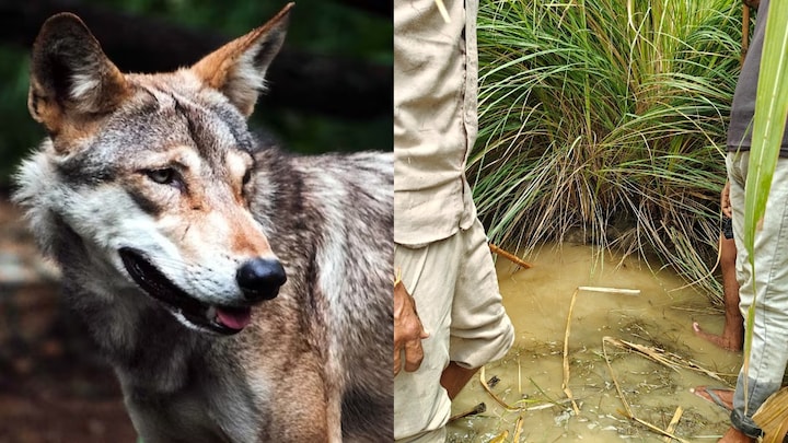 UP Tak के कैमरे पर पहली बार देखिए बहराइच के आदमखोर भेड़ियों की मांद! 6 फीट गहरी, कहां गए बच्चे? Bahraich