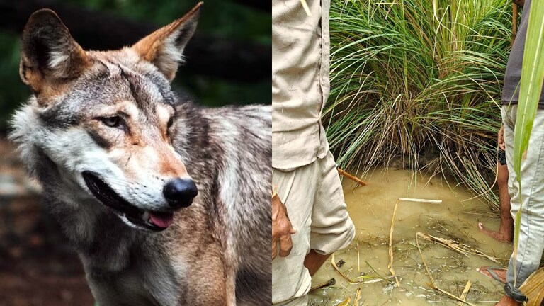 UP Tak के कैमरे पर पहली बार देखिए बहराइच के आदमखोर भेड़ियों की मांद! 6 फीट गहरी, कहां गए बच्चे? Bahraich