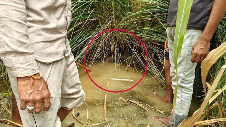 बाढ़ और बच्चों की मौत का गुस्सा…बहराइच में भेड़िए क्यों बना रहे इंसानी बच्चों को शिकार? पता चल गया Bahraich