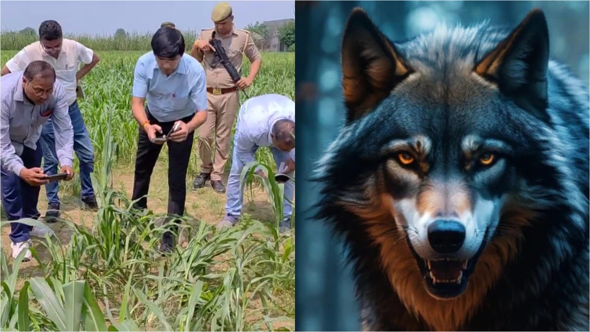 बढ़ रही भेड़ियों की दहशत…बहराइच के बाद अब संभल में आदमखोर ने किया हमला, क्षेत्र में मची सनसनी Sambhal