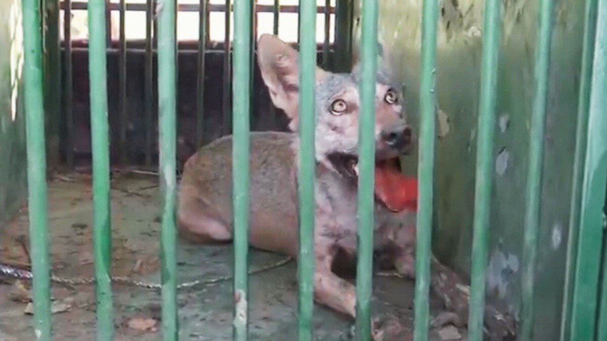 Bahraich bhediya news