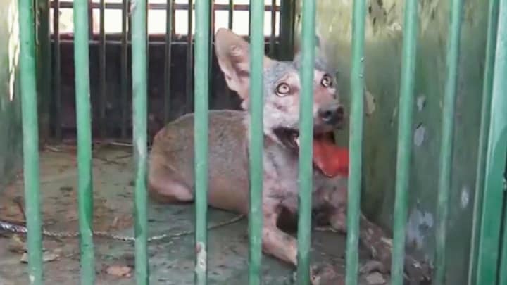 ऑपरेशन भेड़िया के 51वें दिन पकड़ाया 5वां आदमखोर, पिंजरे में बैठा घूर रहा, क्या अब सिर्फ एक बचा? Bahraich bhediya news