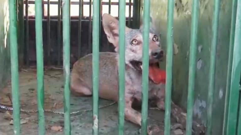 ऑपरेशन भेड़िया के 51वें दिन पकड़ाया 5वां आदमखोर, पिंजरे में बैठा घूर रहा, क्या अब सिर्फ एक बचा? Bahraich bhediya news