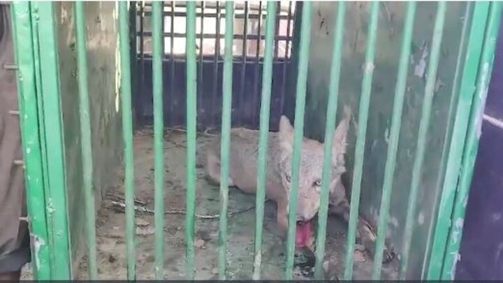 Bahraich Bhediya : 200 पुलिसकर्मी और 18 शूटरों को छका रहा था आदमखोर भेड़िया, आखिरकार ऐसे पकड़ा गया बहराइच में पकड़ा गया एक और भेड़िया