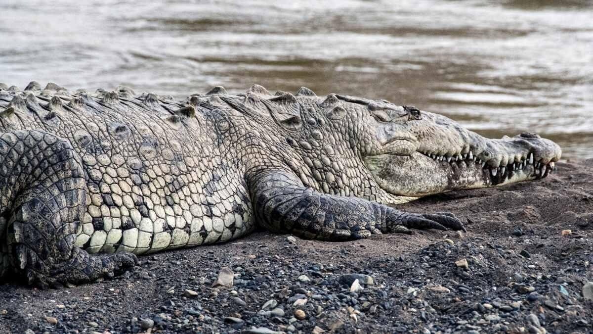 Maharajganj crocodiles 