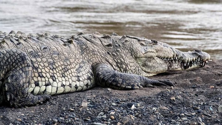 महराजगंज : बारिश के पानी के साथ गांव में आए मगरमच्छ, खा गए कई कुंतल मछली, मचा हड़कंप Maharajganj crocodiles