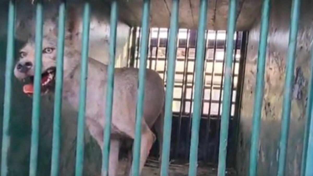 Bahraich Bhediya : लंगड़े 'सरदार' से खतरा बरकरार...पांचवें भेड़िये के पकड़े जाने के बाद छठे की तलाश हुई तेज Bahraich Bhediya