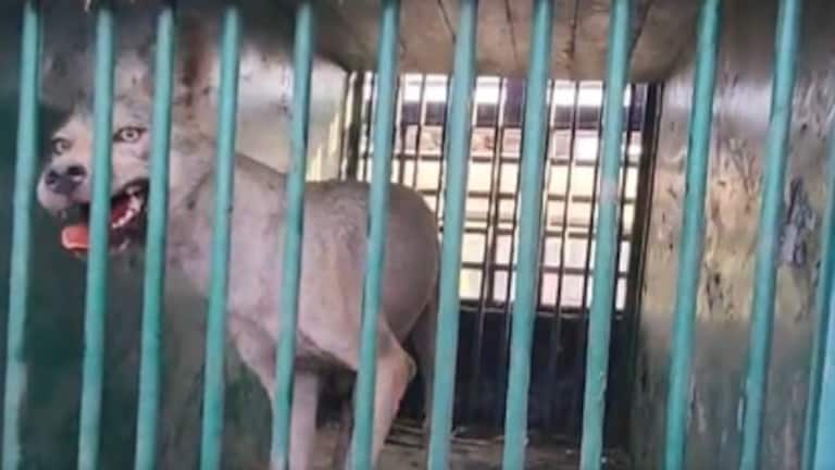 Bahraich Bhediya : लंगड़े 'सरदार' से खतरा बरकरार...पांचवें भेड़िये के पकड़े जाने के बाद छठे की तलाश हुई तेज Bahraich Bhediya