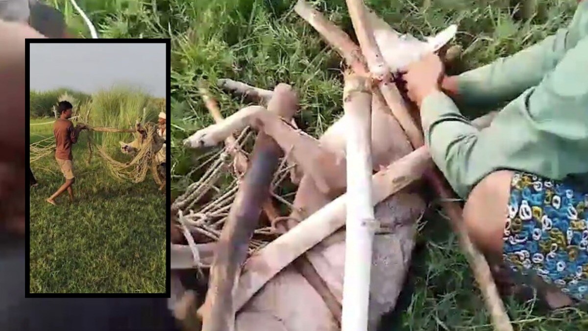 मादा भेड़िया के पकड़ाते ही नर भेड़िए ने मचाया आतंक, देर रात उसके हमले में सुमन और शिवानी घायल Bahraich wolf terror