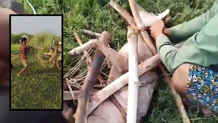 मादा भेड़िया के पकड़ाते ही नर भेड़िए ने मचाया आतंक, देर रात उसके हमले में सुमन और शिवानी घायल Bahraich wolf terror