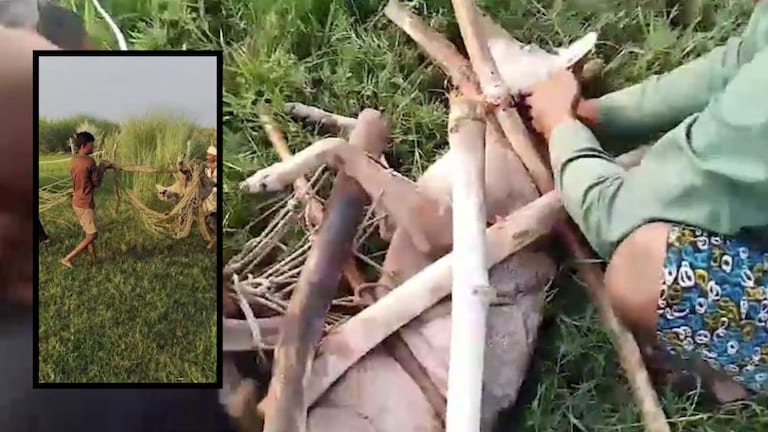 मादा भेड़िया के पकड़ाते ही नर भेड़िए ने मचाया आतंक, देर रात उसके हमले में सुमन और शिवानी घायल Bahraich wolf terror