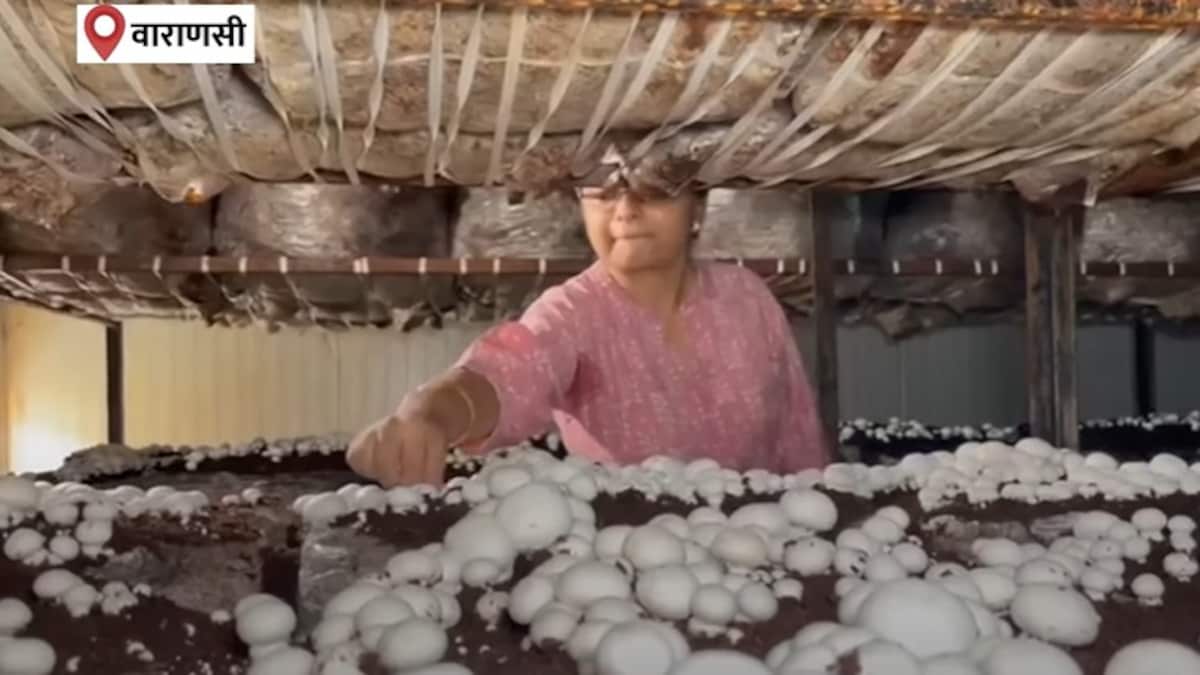 वाराणसी में मशरूम की खेती से कैसे लाखों रुपये कमा रहीं वंध्या चौरसिया, सीख लीजिए पूरा तरीका Mushroom Cultivation