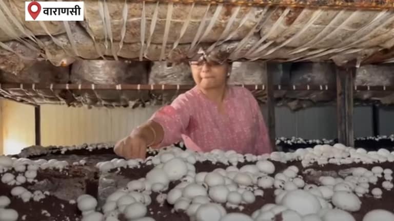 वाराणसी में मशरूम की खेती से कैसे लाखों रुपये कमा रहीं वंध्या चौरसिया, सीख लीजिए पूरा तरीका Mushroom Cultivation