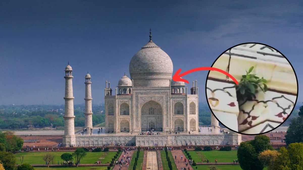 ताजमहल के गुंबद में उग आया पीपल का पौधा! दुनिया के अजूबे का ये कैसा हाल हो गया Peepal plant has grown in the dome of Taj Mahal