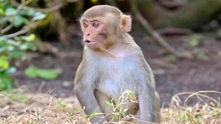 बच्ची को पकड़कर टावर पर ले गया युवक, करना चाहता था गंदी हरकत, तभी वहां आया बंदरों के झुंड फिर जो हुआ Baghpat News