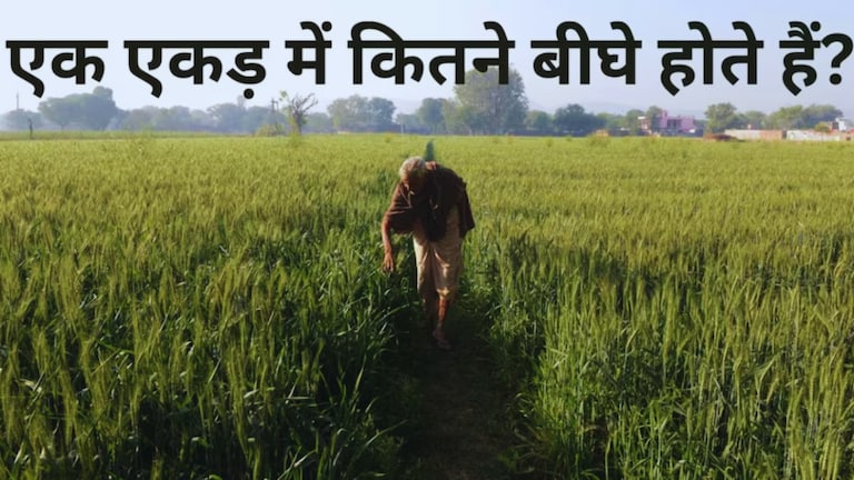 उत्तर प्रदेश में एक एकड़ कितने बीघे का होता है? पंजाब-राजस्थान से कितना फर्क UP News