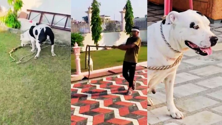 झांसी में पिटबुल का कोबरा से आमना-सामना! बच्चों की जान बचाने की दिल दहला देने वाली घटना Jhansi News