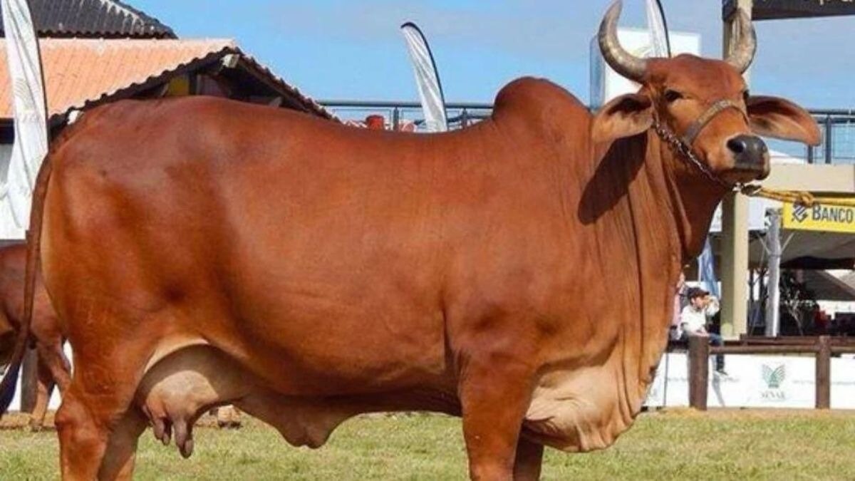 cattle farmers up government