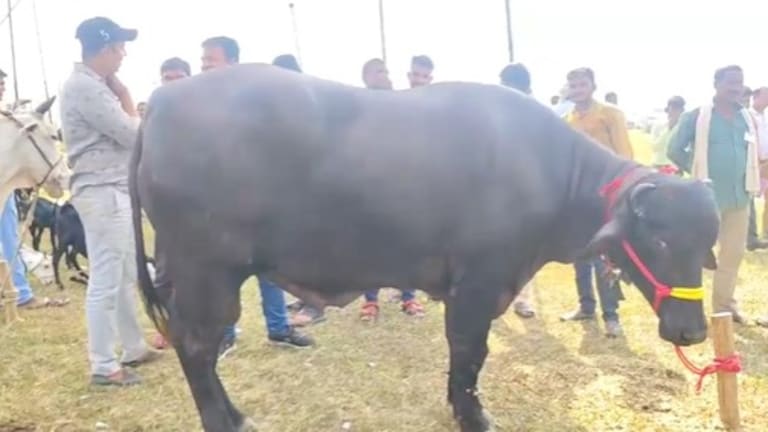9 करोड़ के भैंसे युवराज के बेटे 'बघीरा' का मेले में जलवा, वजन 10 क्विंटल और लग्जरी कार के बराबर है कीमत Banda News
