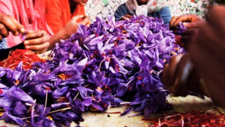 हेमंत श्रीवास्तव ने लखनऊ के अपने हॉल में कैसे उगा लिया 'कश्मीर का केसर'? समझिए पूरी तकनीक Lucknow News